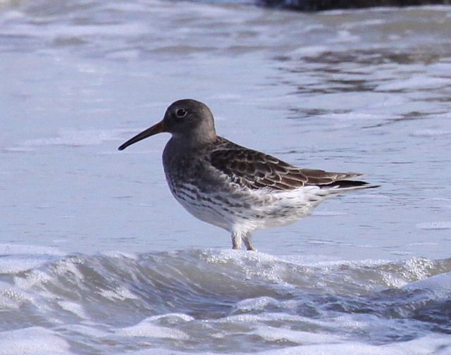 Purple Sandpiper